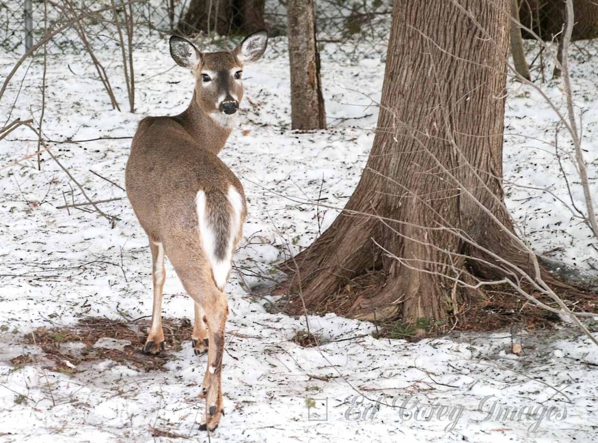 Nature Deer watching the watcher