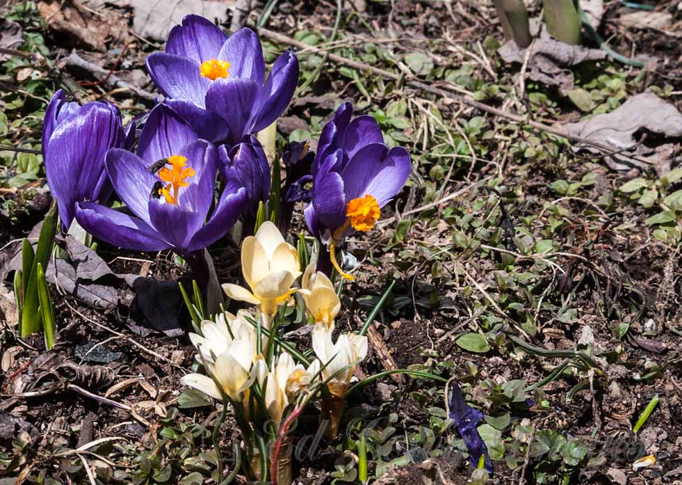 Spring Nature Flowers Purple and Yellow Crocus