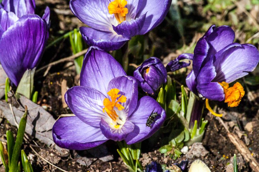 Spring Nature Flowers Spring Purple Crocus
