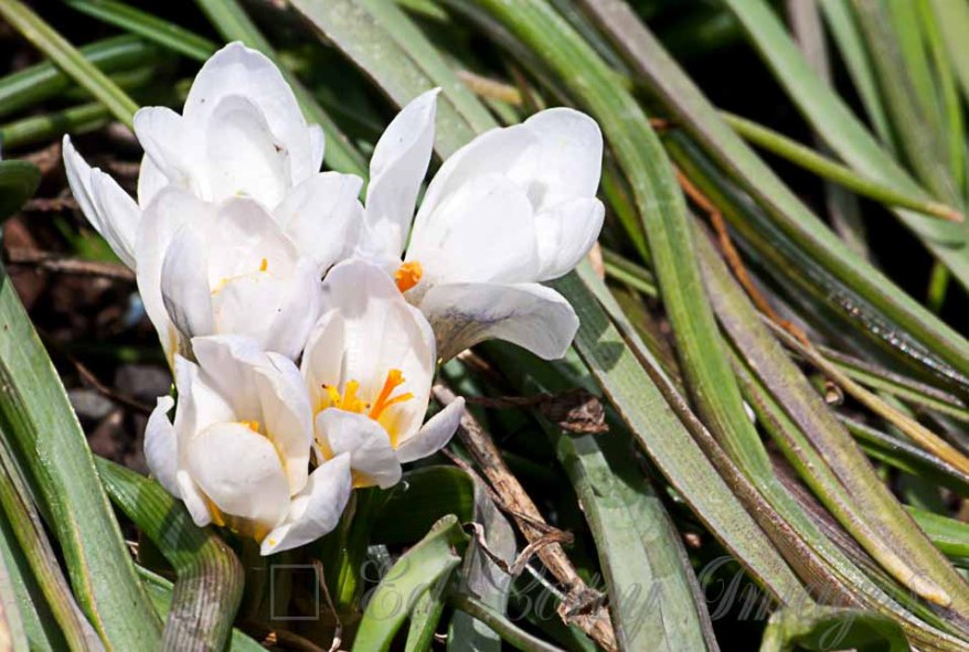 Spring Nature Flowers White Crocus