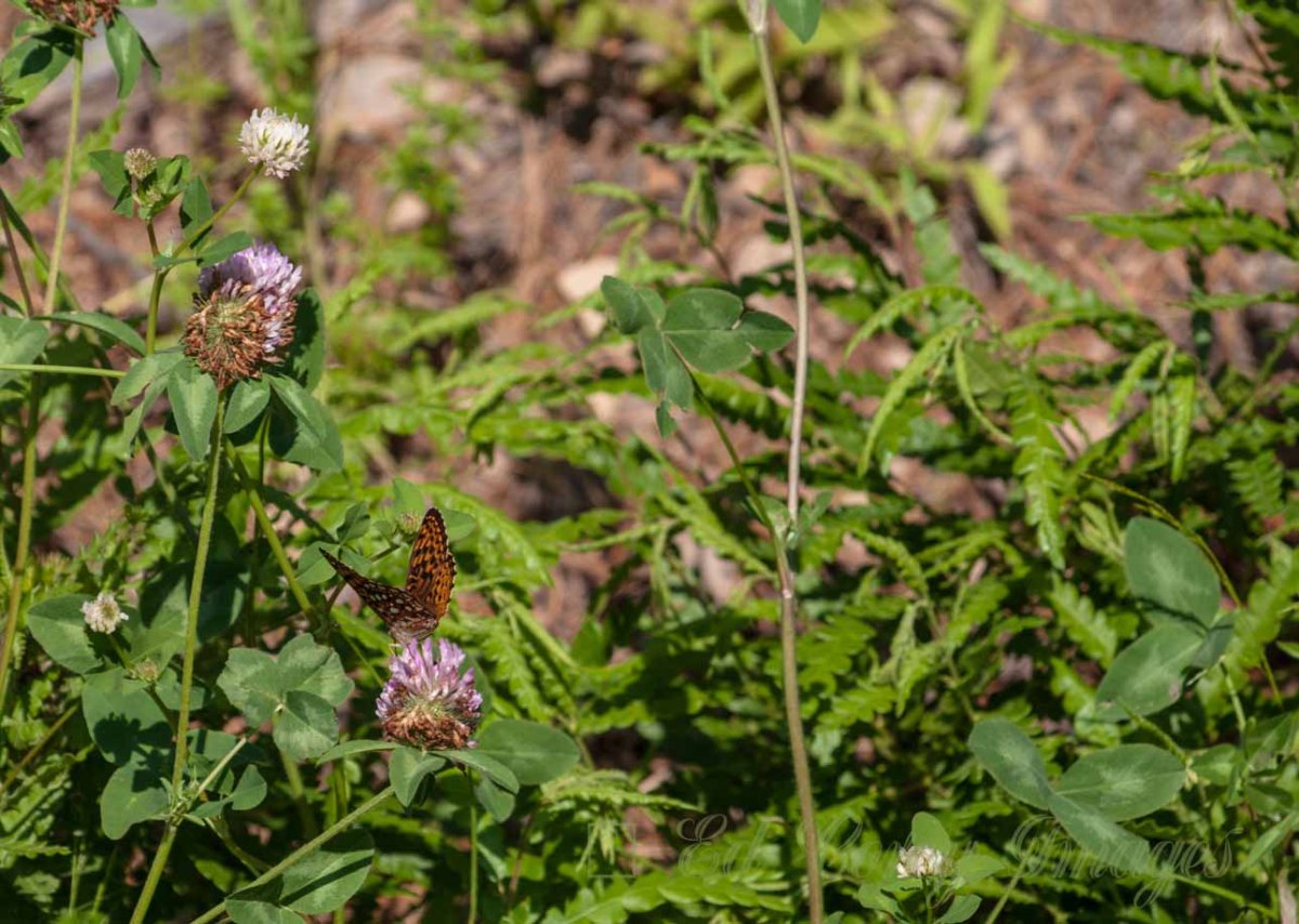 Orange Butterfly clover