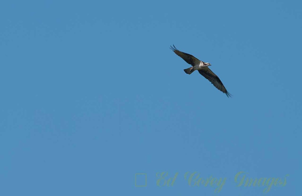 Osprey in Flight over it's nest