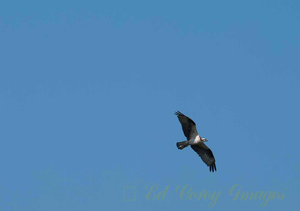 Osprey in Flight over it's nest