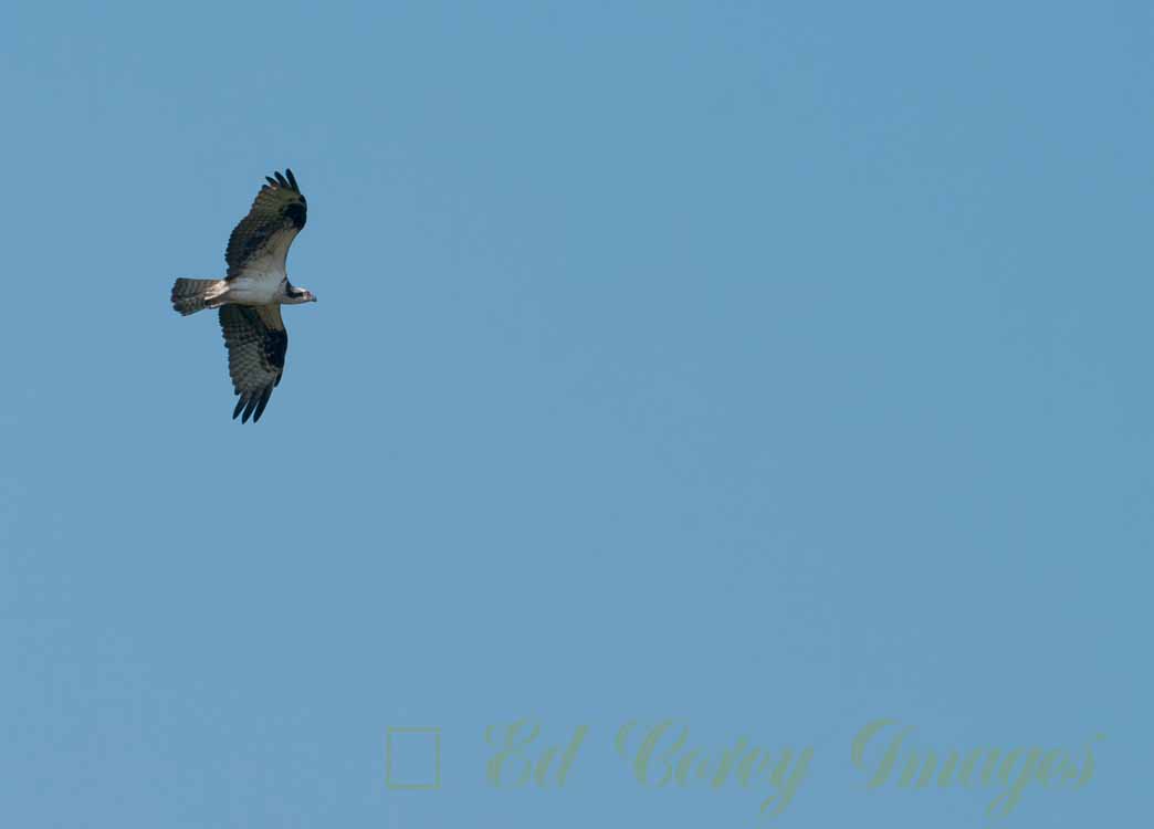 Osprey in Flight